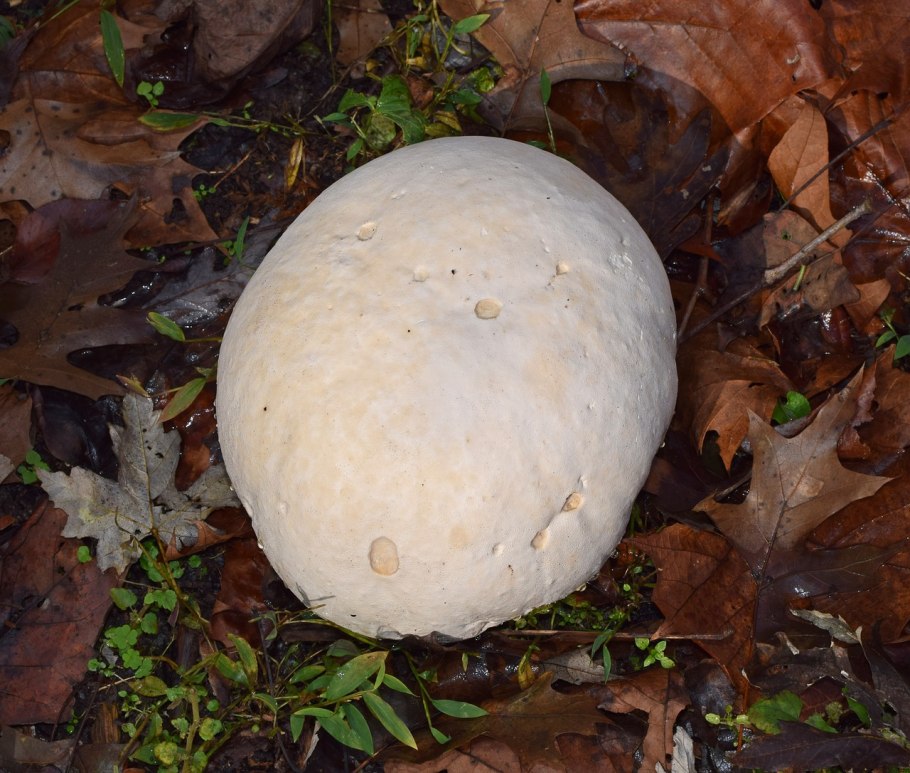ГОЛОВАЧ продолговатый Lycoperdon excipuliforme
