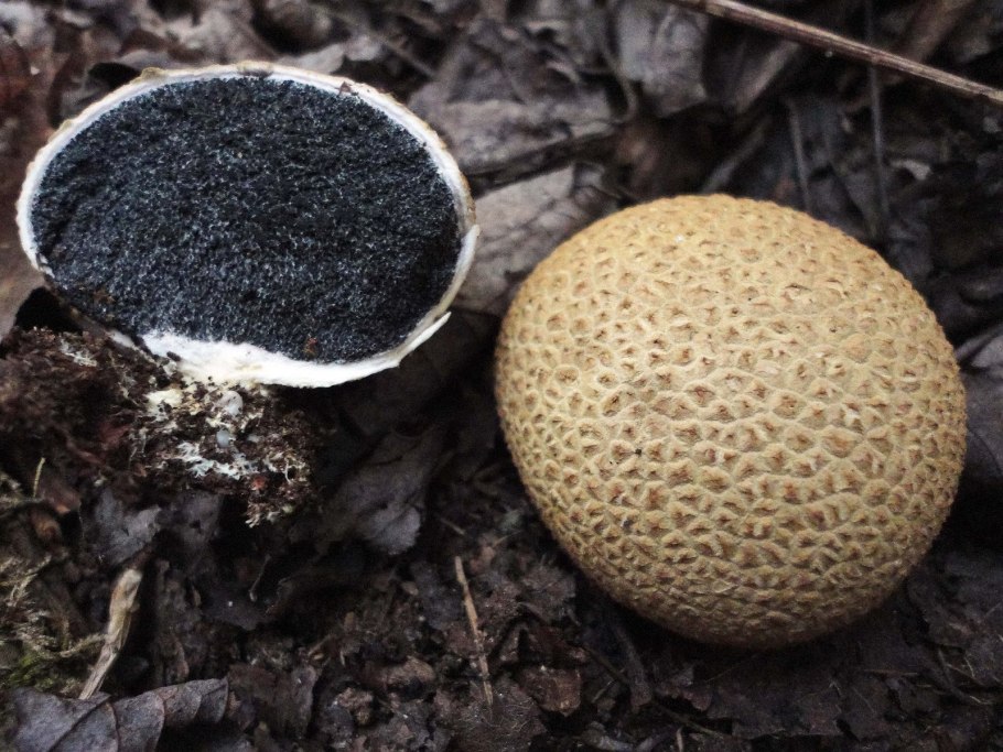 Навозник белый (лат. Coprinus comatus)