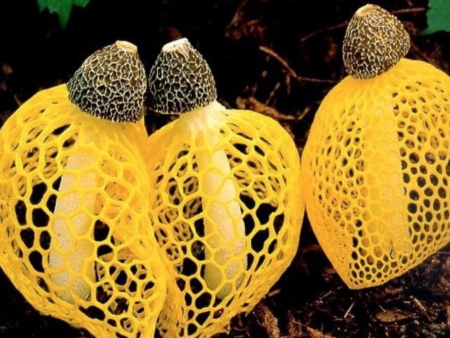 Гриб Сетконоска