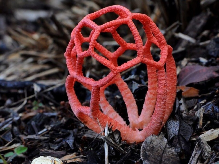 Грибы мохнатые сверху