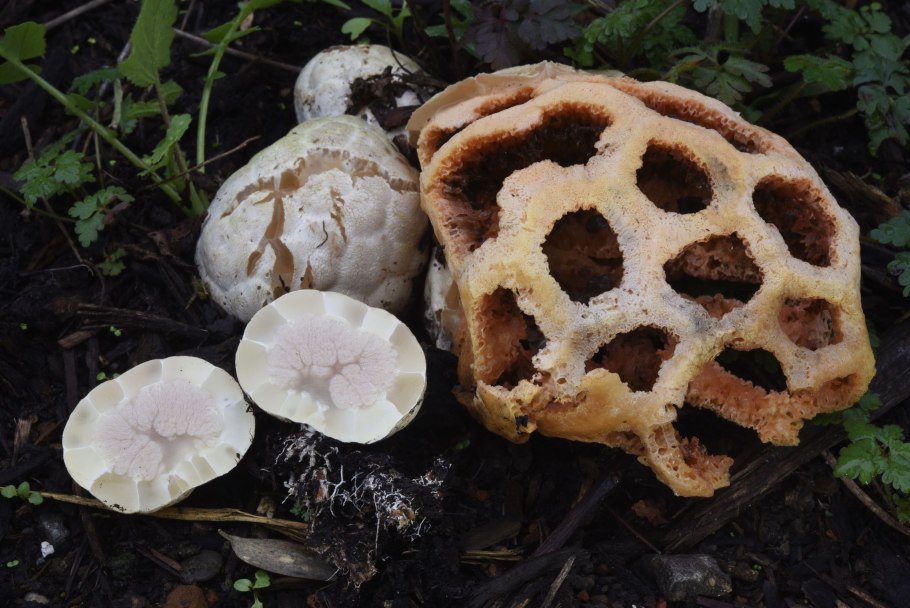 Белый гриб дубовый Боровик сетчатый