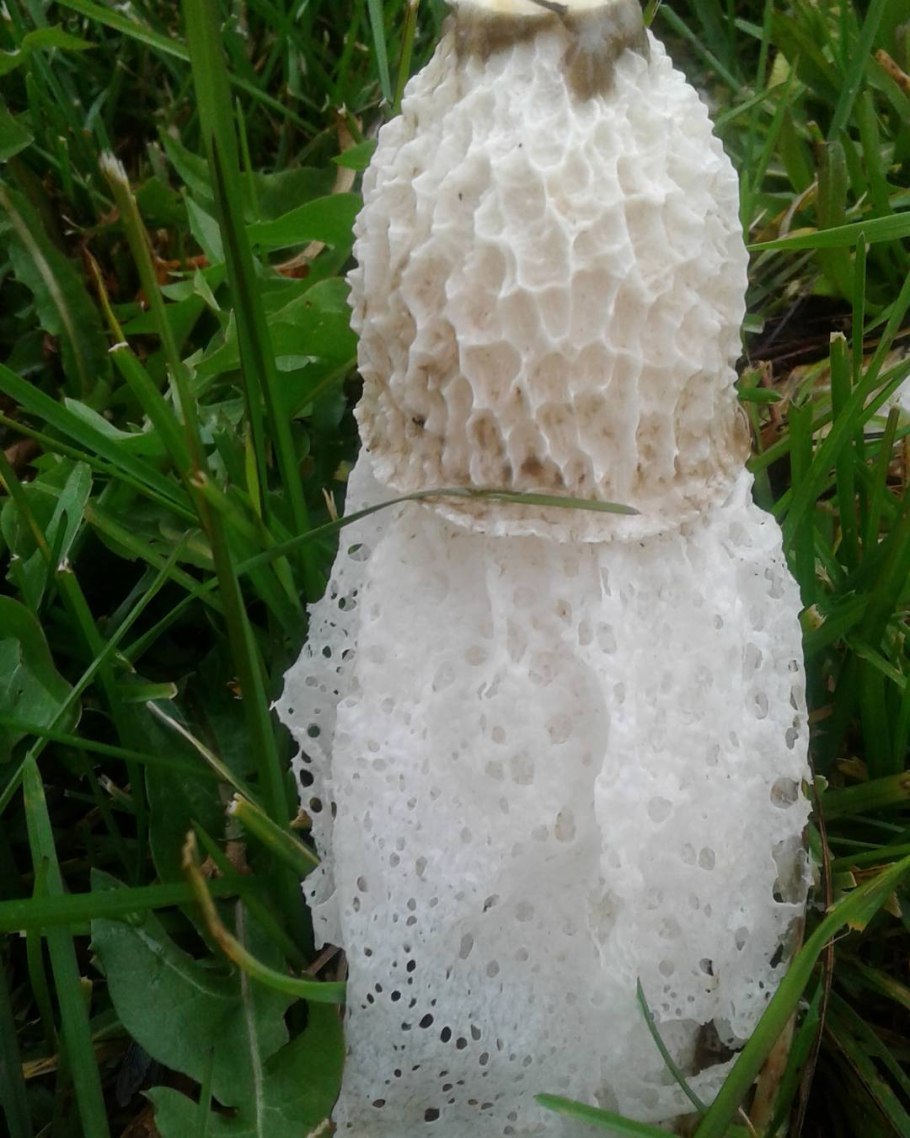 Диктиофора Сетконоска