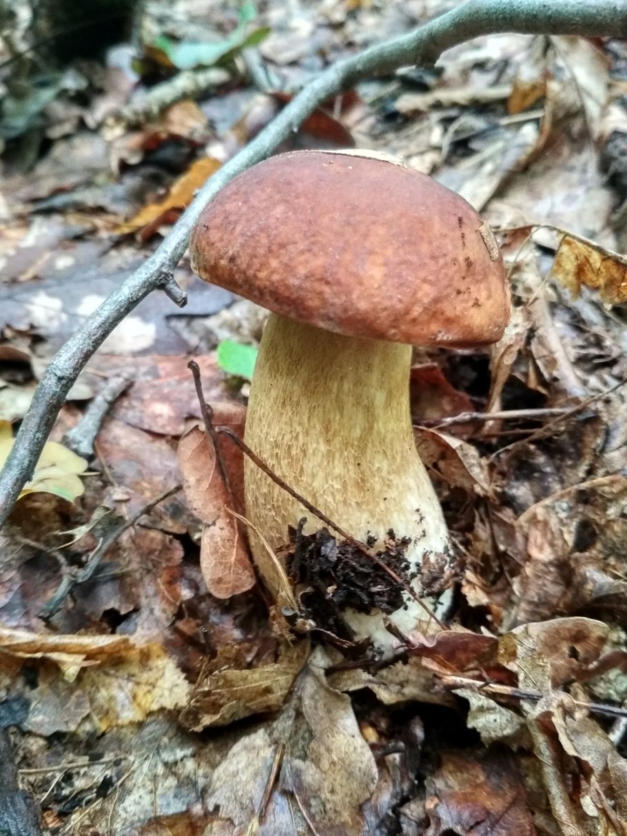 Грибы fungi