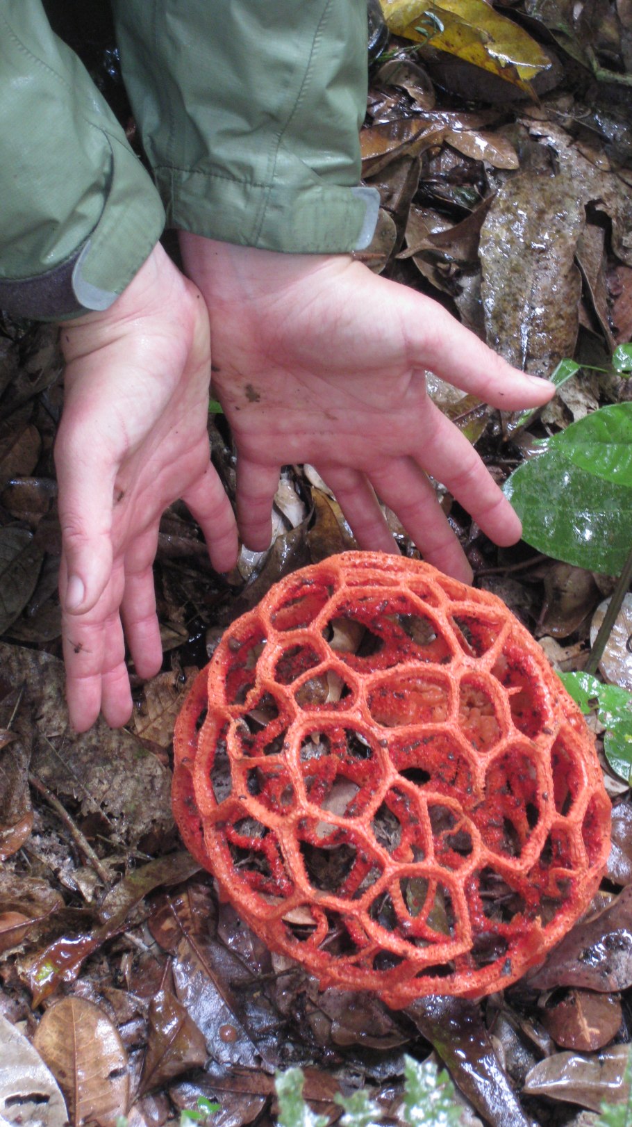 Решёточник красный гриб кавказский заповедник