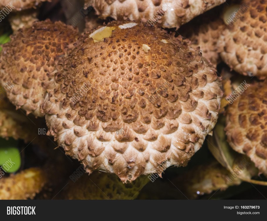 Моховик трещиноватый гриб