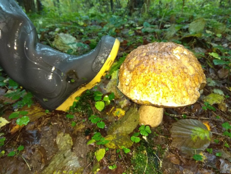 Грибы России