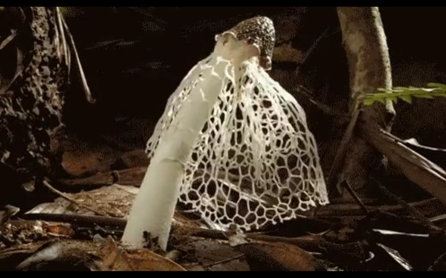 Решеточник красный Clathrus ruber