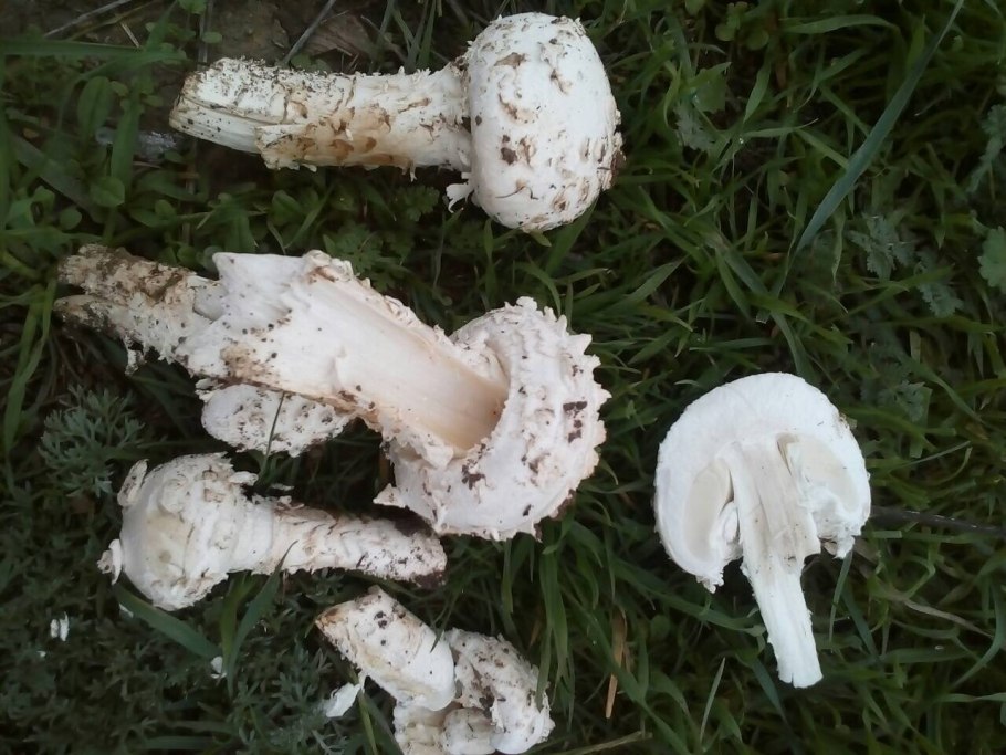 Шампиньон двуспоровый