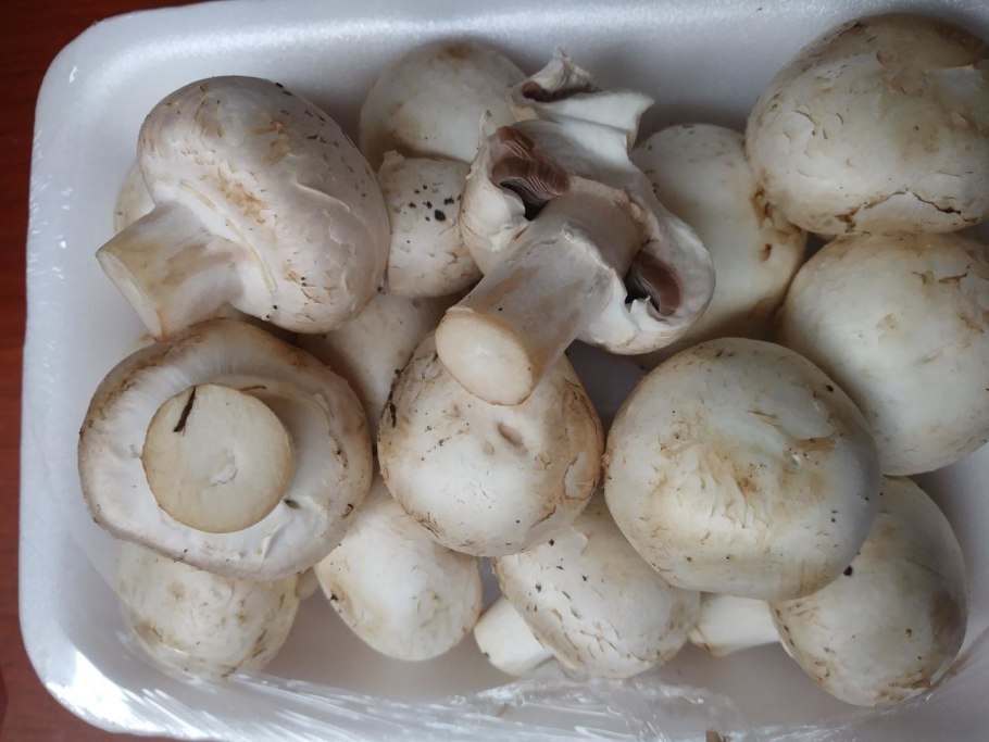 Шампиньон двуспоровый (Agaricus bisporus)