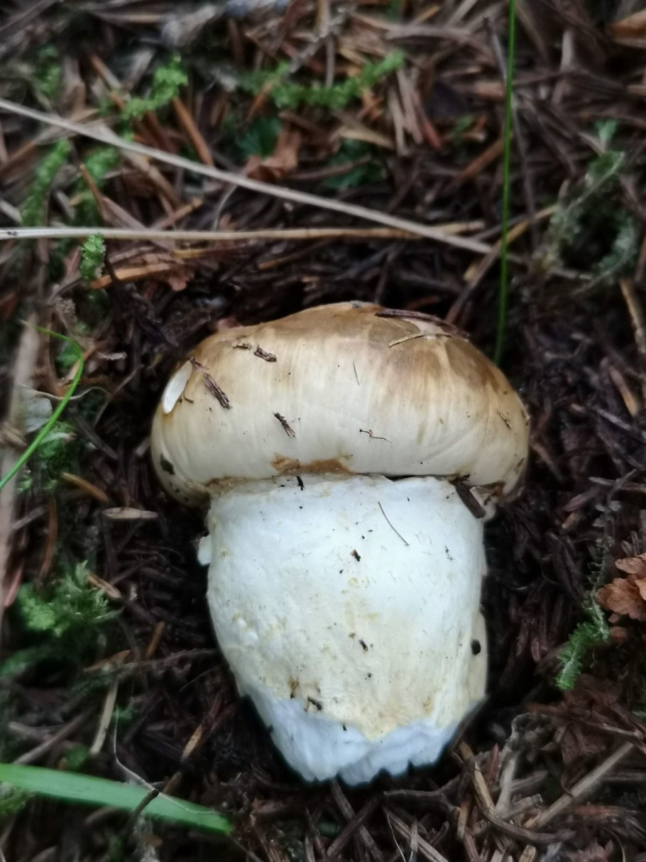 Шампиньон желтокожий грибы