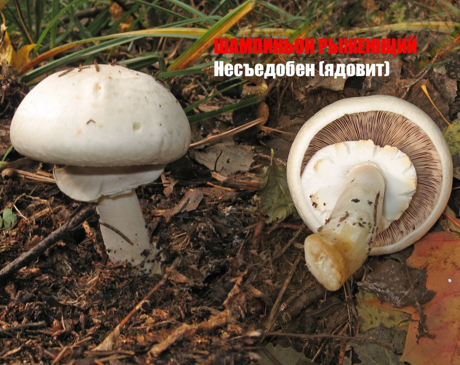 Шампиньон Луговой Agaricus Campestris