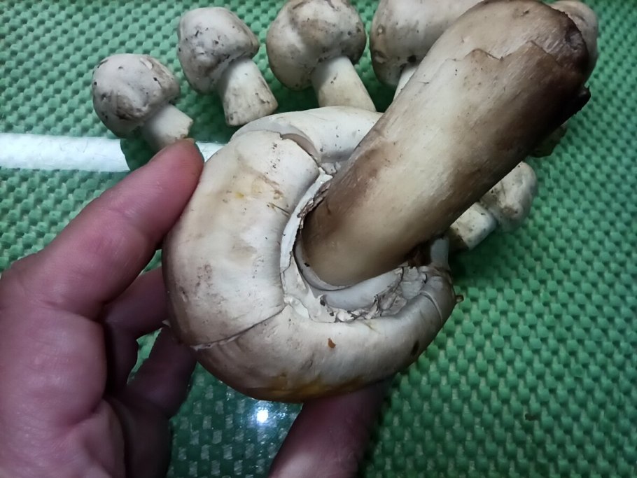 Бразильский шампиньон