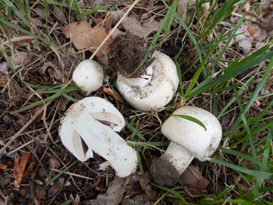 Шампиньон обыкновенный agaricus campestris