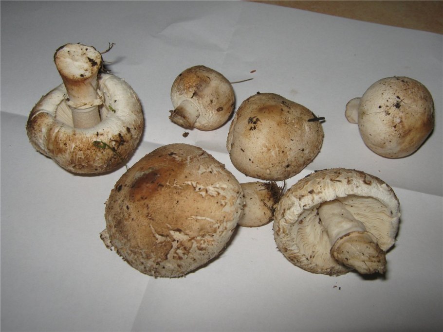 Agaricus macrosporus