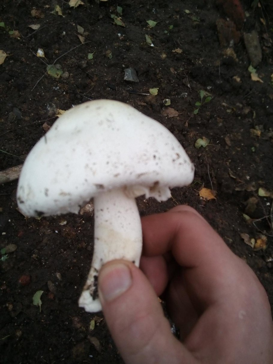 Королевский шампиньон Лесной