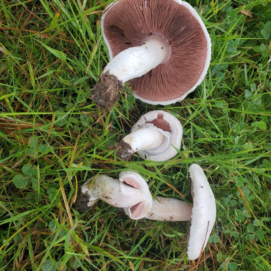Шампиньон обыкновенный (Agaricus Campestris)