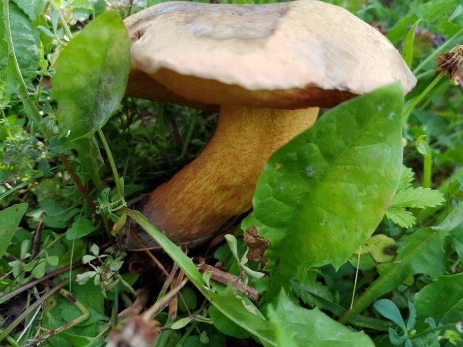 Гриб поддубовик сатанинский