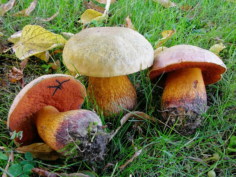 Поддубник крапчатый