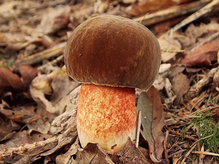 Дубовик крапчатый Boletus erythropus