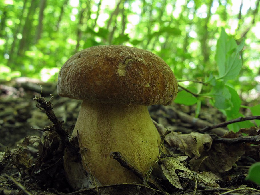 Дубовик зернистоногий