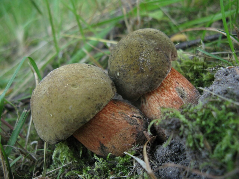 Дубовик крапчатый Boletus erythropus