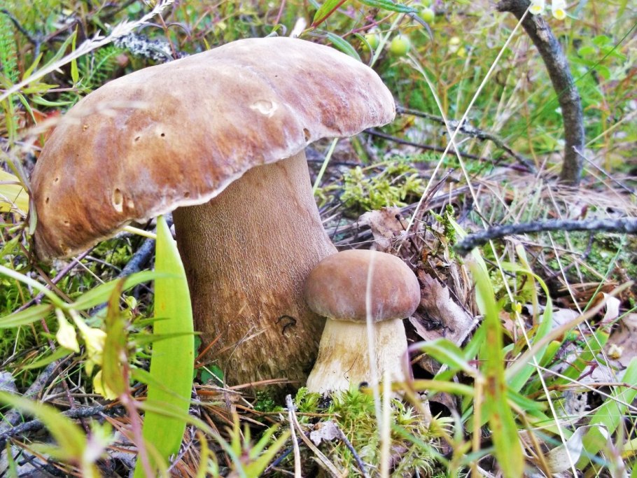 Гриб Дубовик крапчатый