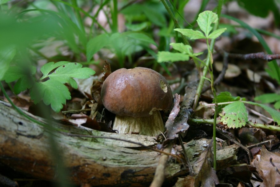 Дубовики поддубовики