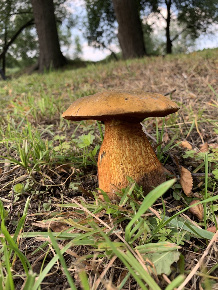 Boletus luridus Дубовик обыкновенный