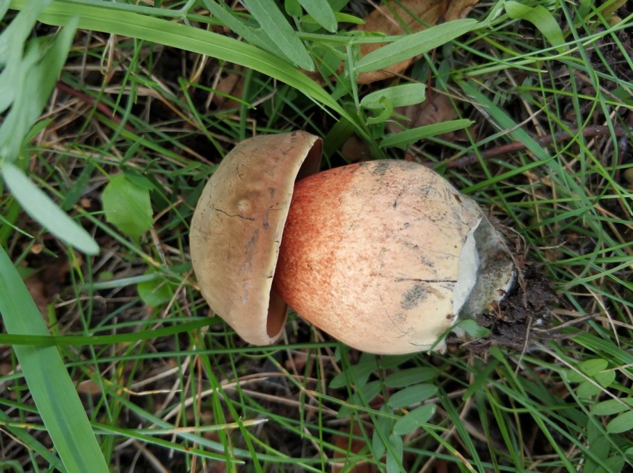 Гриб поддубовик (Дубовик)