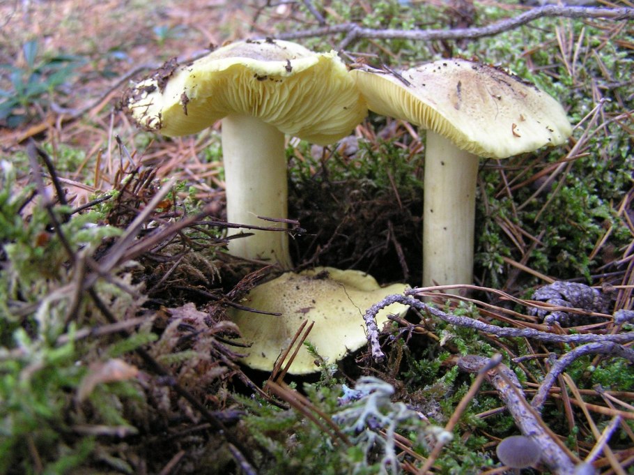 Грибы серухи и зеленухи