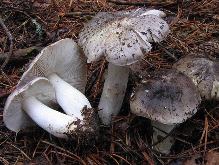 Рядовка обособленная Tricholoma sejunctum