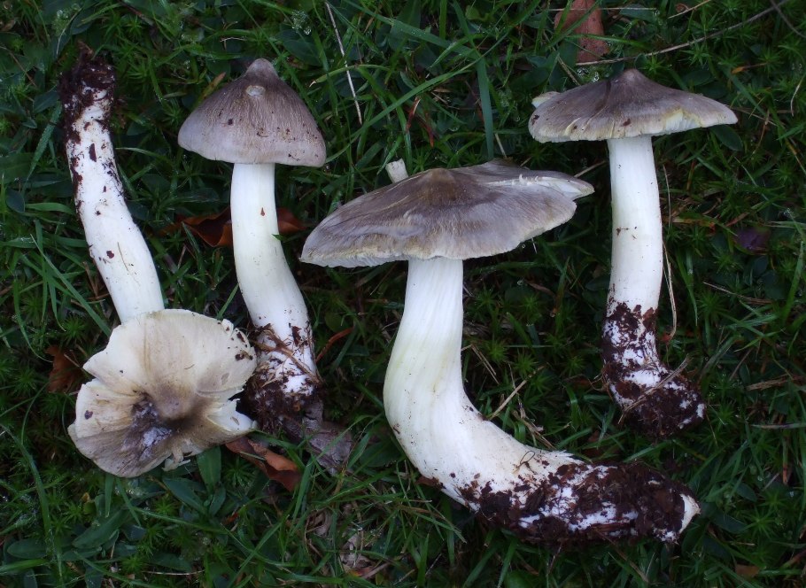 Рядовка Осиновая Tricholoma frondosae