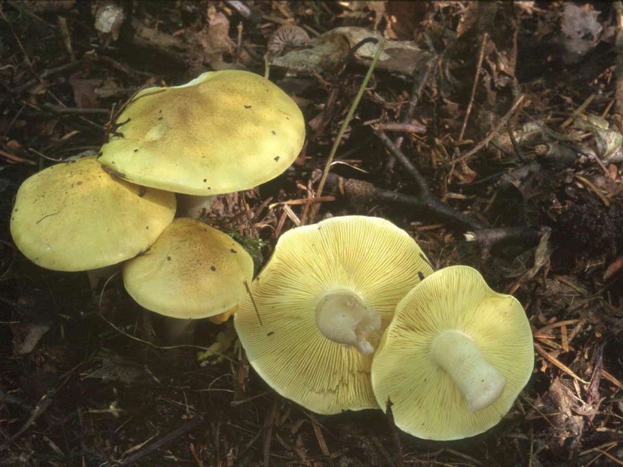 Рядовка обособленная Tricholoma sejunctum