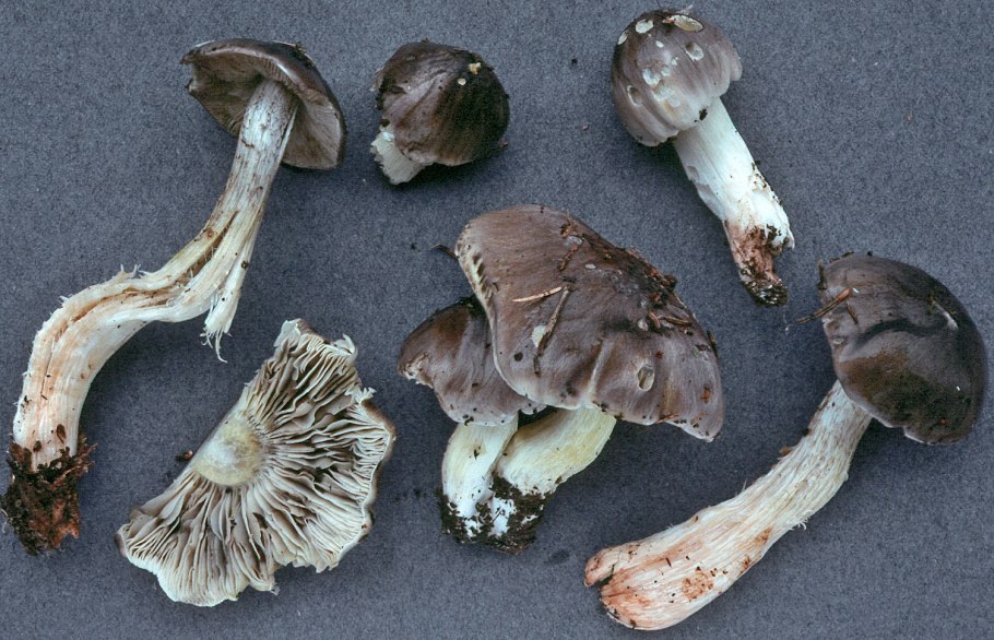 Tricholoma frondosae