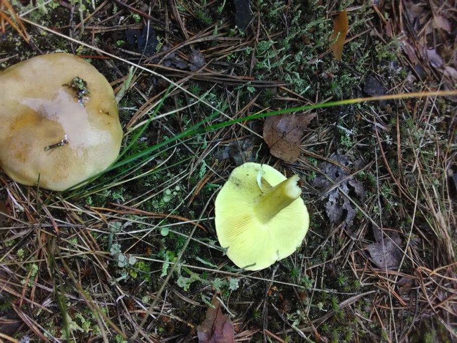 Рядовка Осиновая Tricholoma frondosae