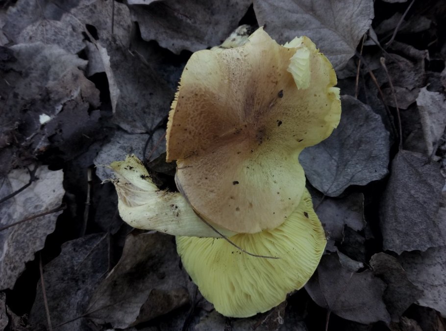 На срезе гриб зеленоватого цвета