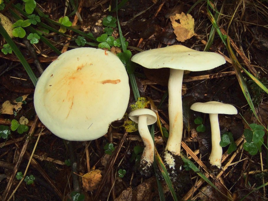Рядовка Осиновая Tricholoma frondosae