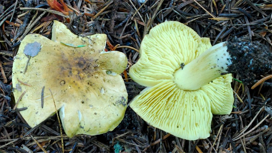 Рядовка серная Tricholoma Sulphureum