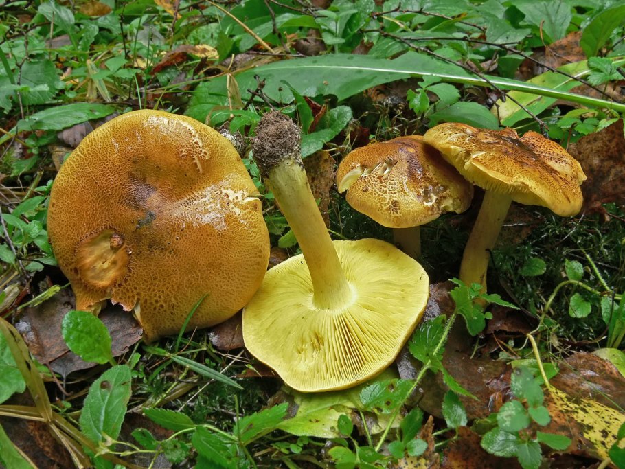 Зеленушки и зеленушки грибы