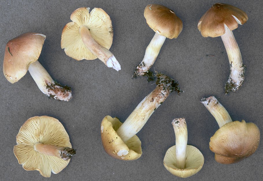 Tricholoma Sulphureum