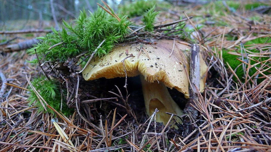 Зеленушка (Tricholoma equestre)