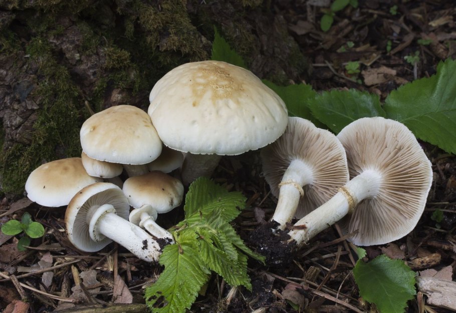 Агроцибе ранняя Agrocybe praecox