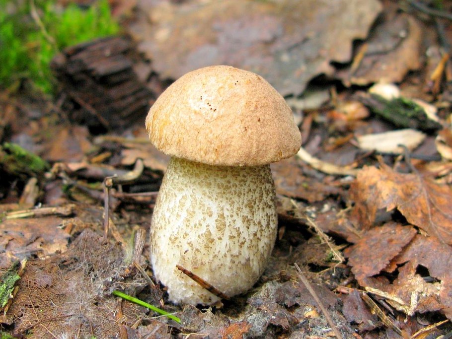 Подберёзовик обыкновенный