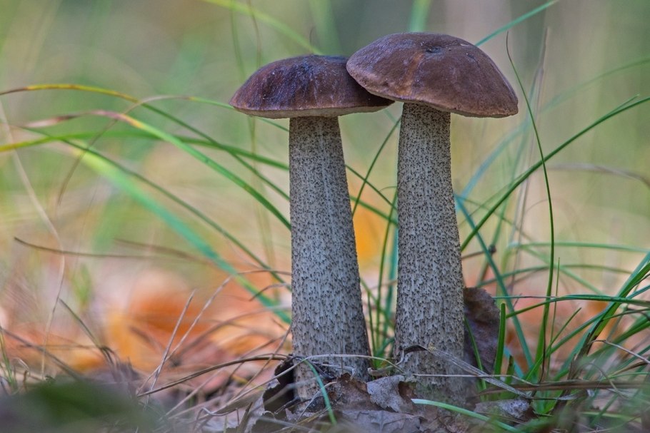 Подберёзовик обыкновенный