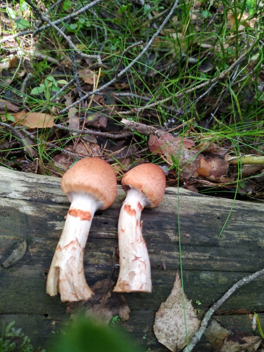 Pholiota squarrosa гриб