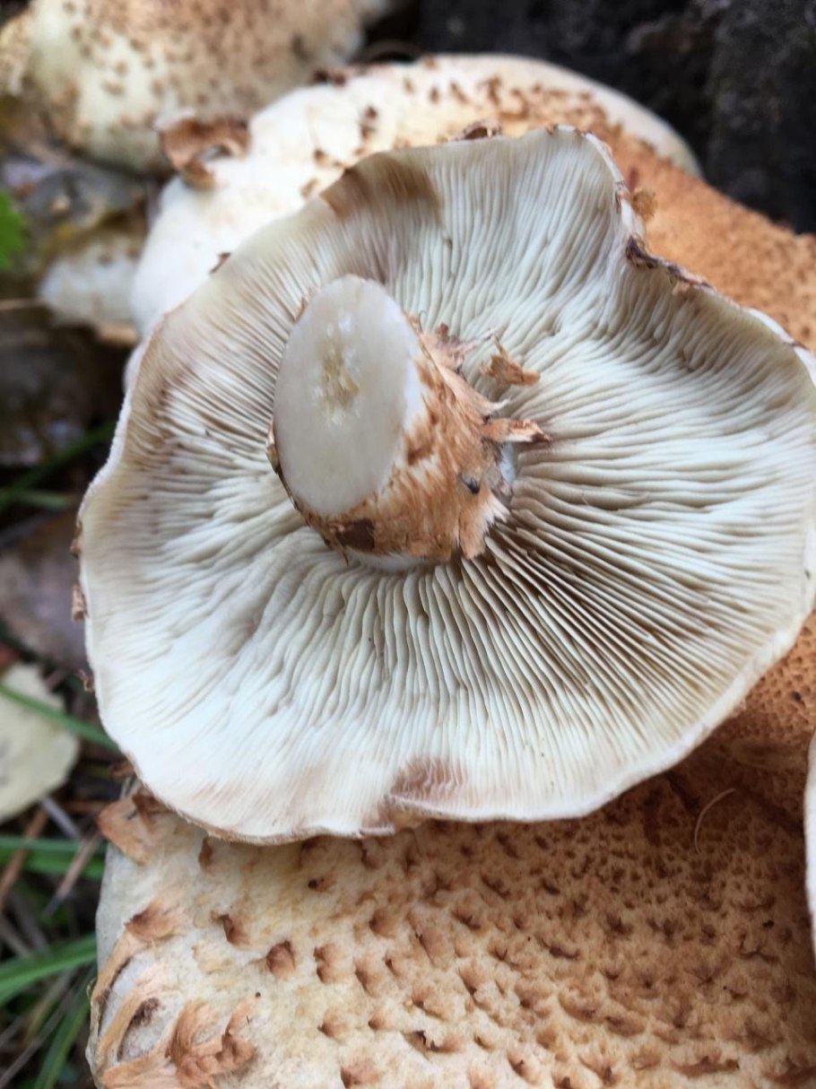 Гриб навозник белый съедобный