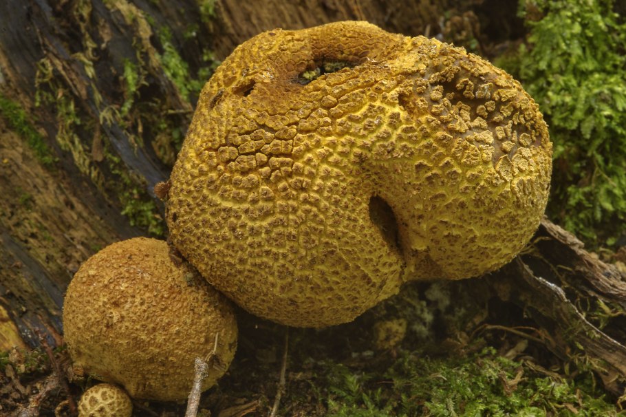 Гриб навозник рыжий