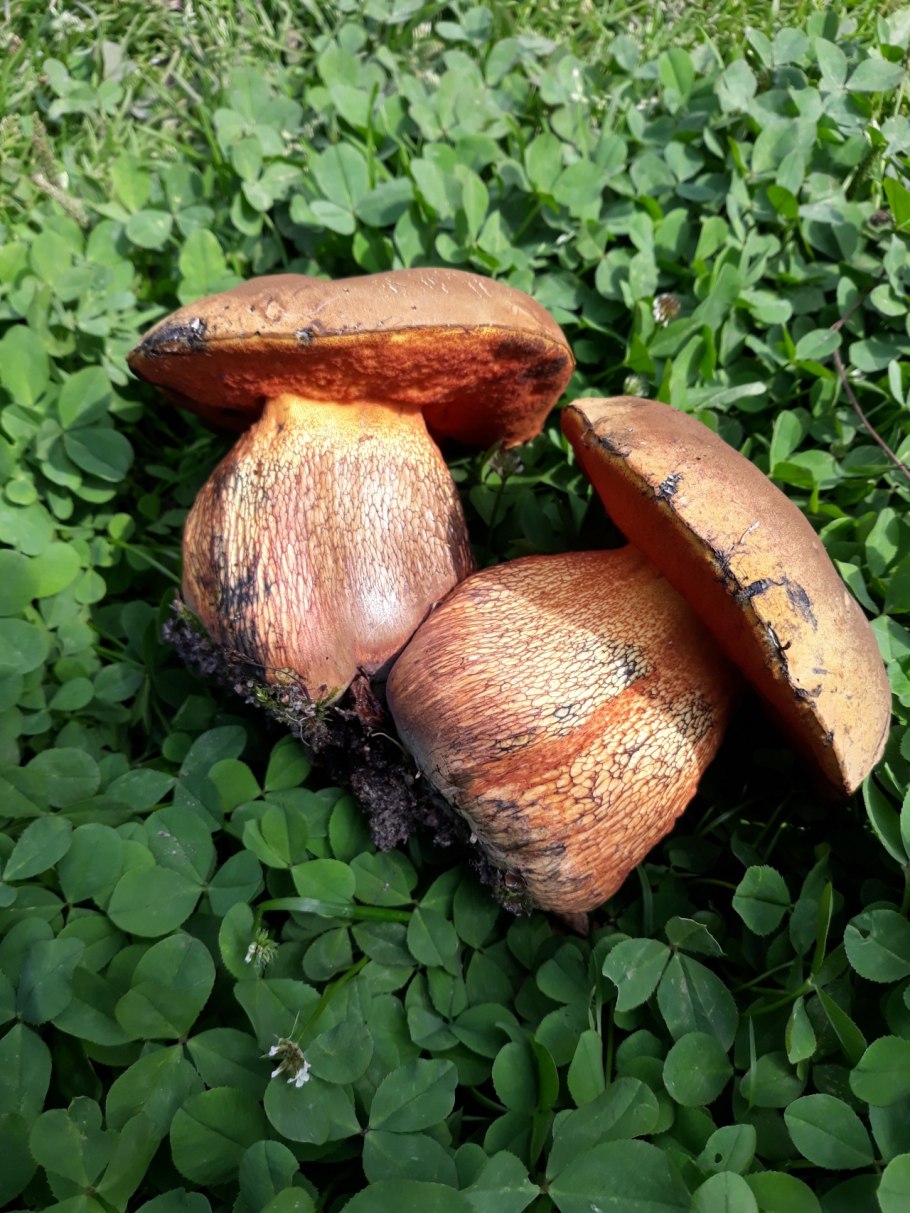 Mushrooms Якиманка грибы