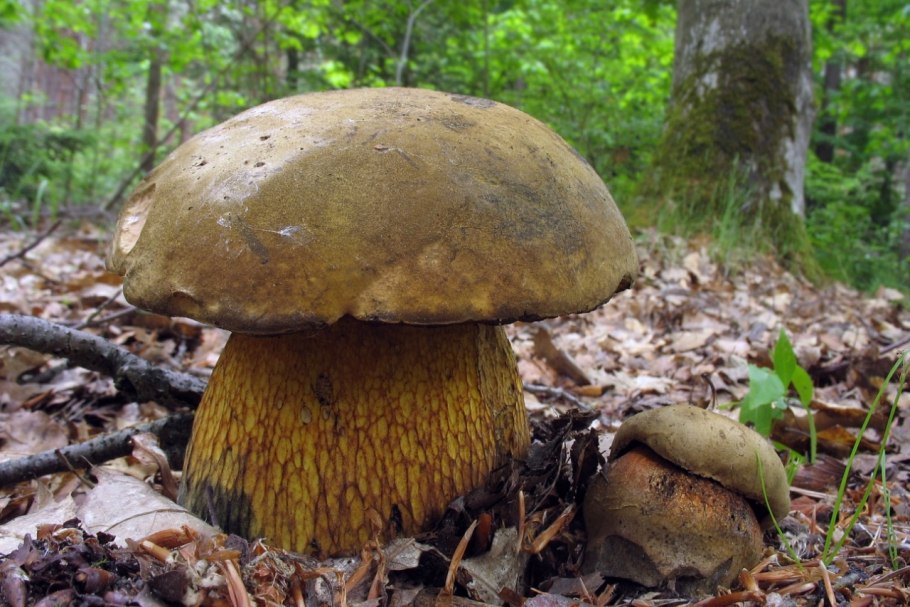 Гриб поддубовик (Дубовик)