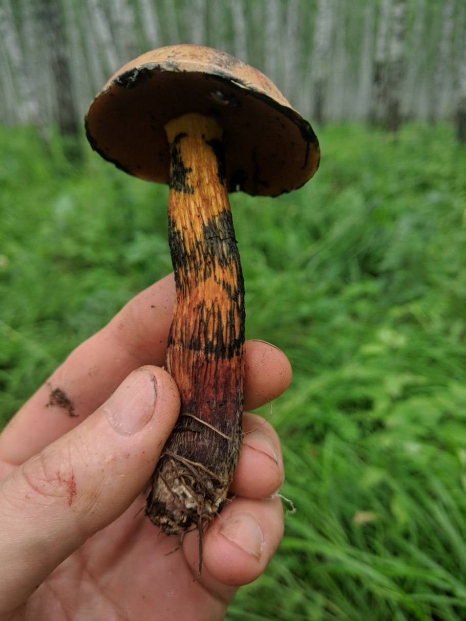 Навозник обыкновенный (Coprinopsis cinerea)